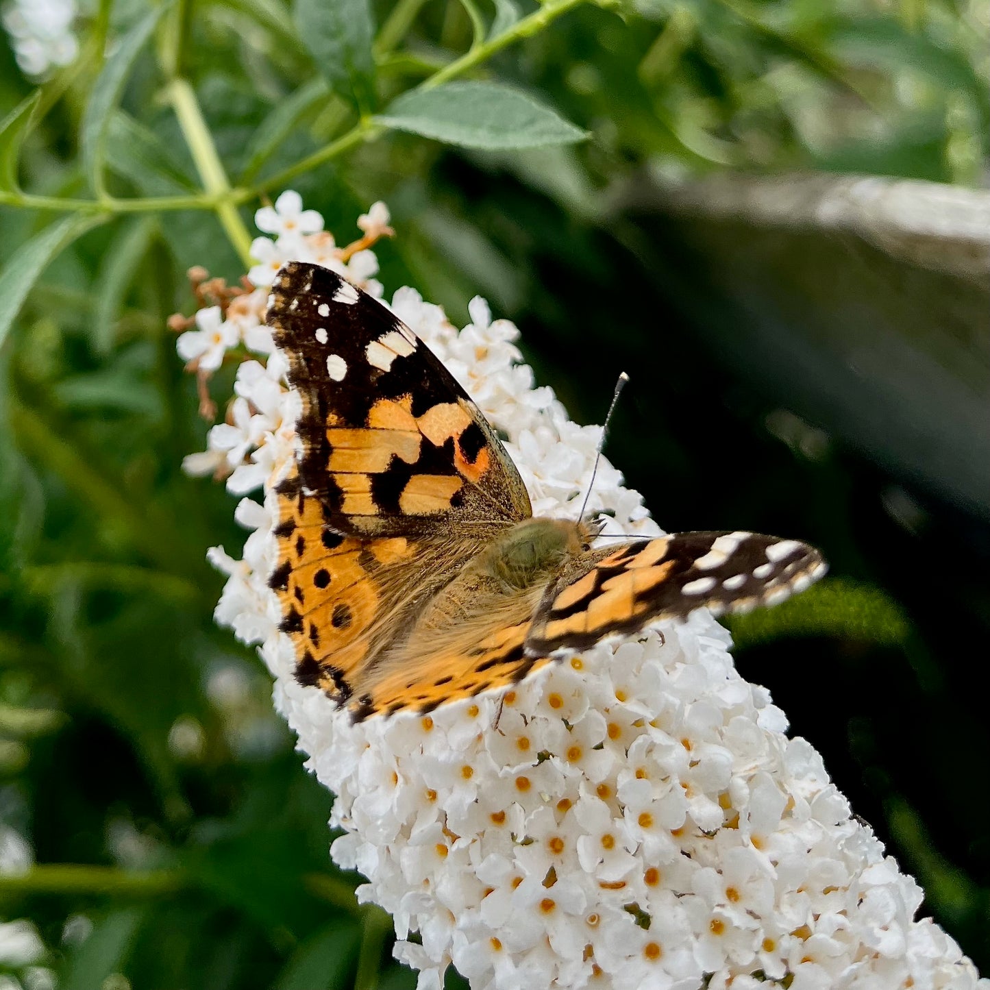 Sieradenset 'Secret Garden'